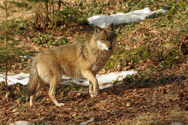 Wolf, Nationalpark Bayrischer Wald Tierfreigelände Neuschönau