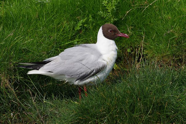 Lachmöwe