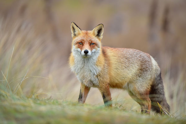 Fuchs