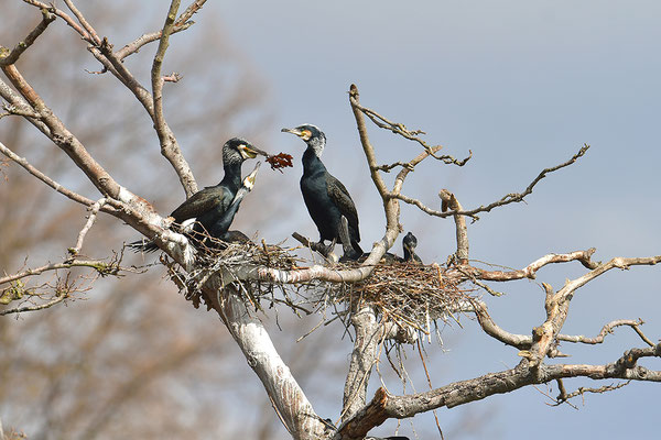 Kormorane am Nest