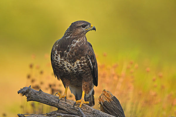 Mäusebussard
