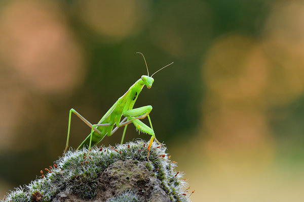 Gottesanbeterin subadult