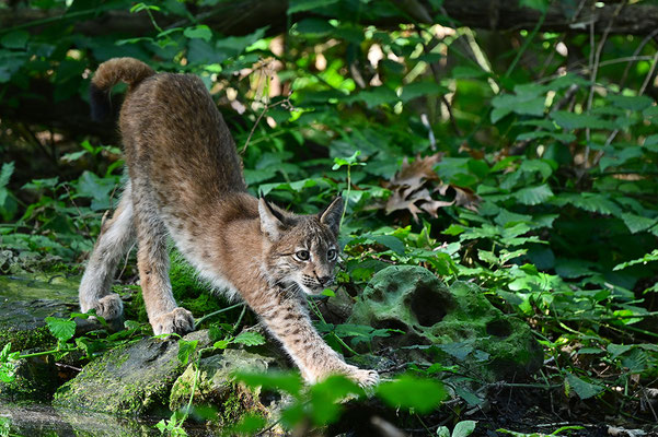 Luchs, Tierpark Gangelt