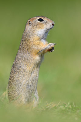 Ziesel