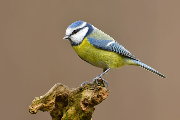 Blaumeise