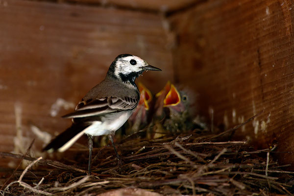 Bachstelze am Nest