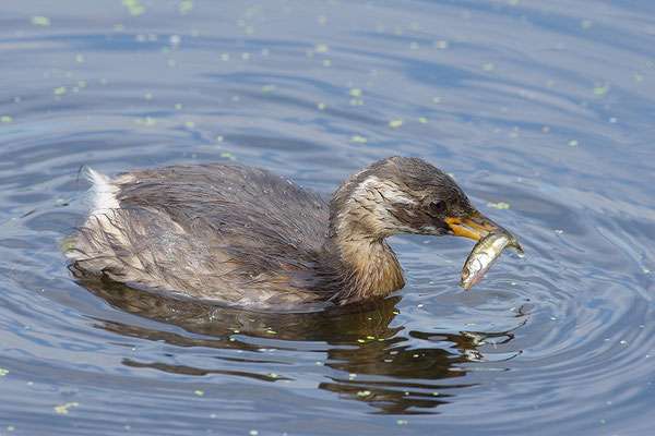 Zwergtaucher Jungvogel mit erbeutetem Fisch