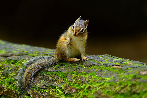 Sibirisches Streifenhörnchen