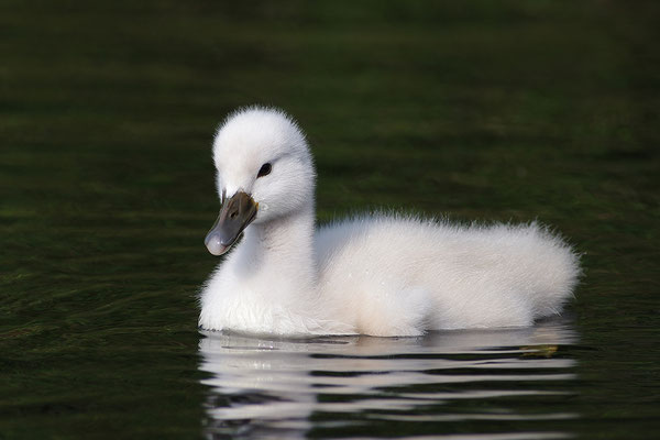 Höckerschwan Jungvogel