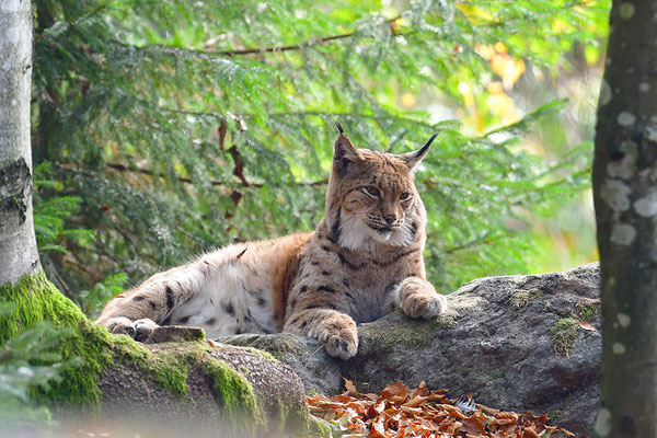 Luchs Nationalpark Bayrischer Wald Tierfreigelände Neuschönau