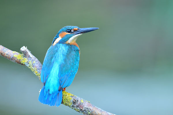 Eisvogel
