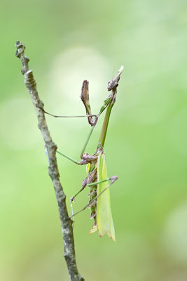Empuse, Empusa fasciata