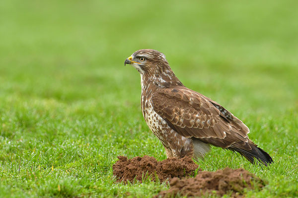 Mäusebussard