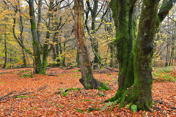 Hutewald Kalterherberg