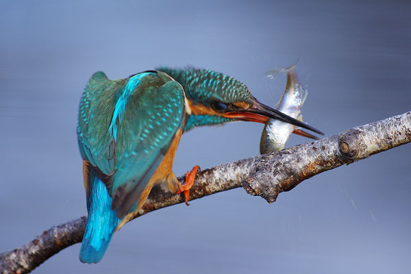 Eisvogel mit Fisch