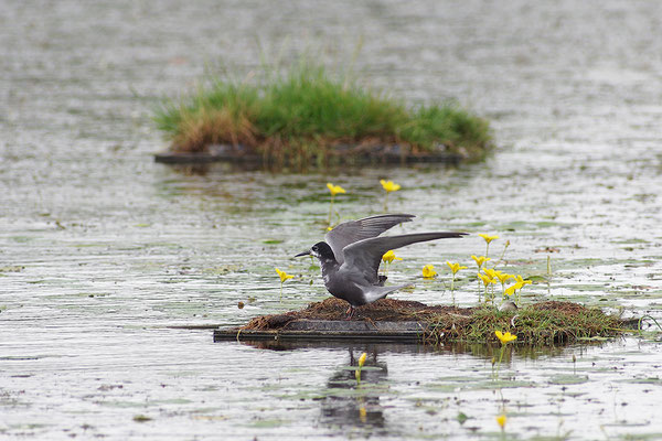 Trauerseeschwalbe am Nest