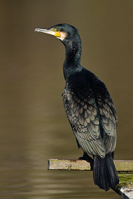 Kormoran