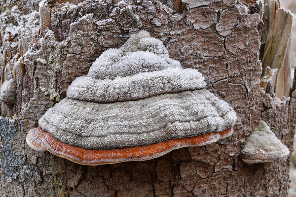 Rotrandiger Baumschwamm im Frost