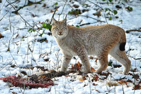 Luchs Tierpark Gangelt