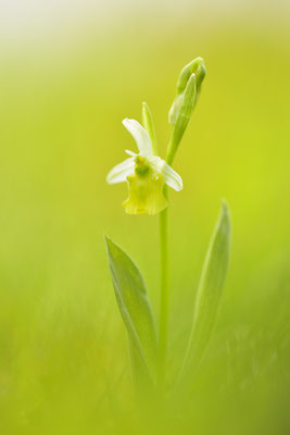 Gelbe Hummelragwurz flavescens