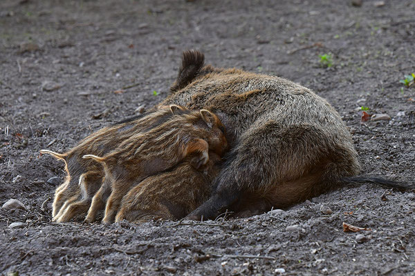 Wildschwein Bache mit Frischlingen