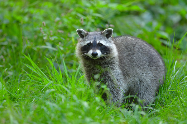 Waschbär