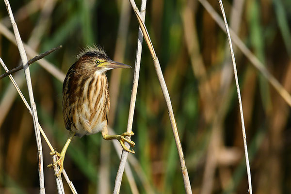 Zwergdommel Jungvogel