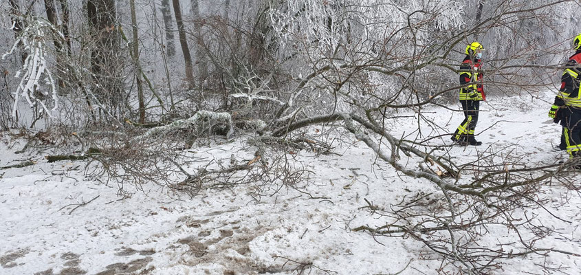 Der Baum wurde mittels Kettensäger zerkleinert und beseitigt.