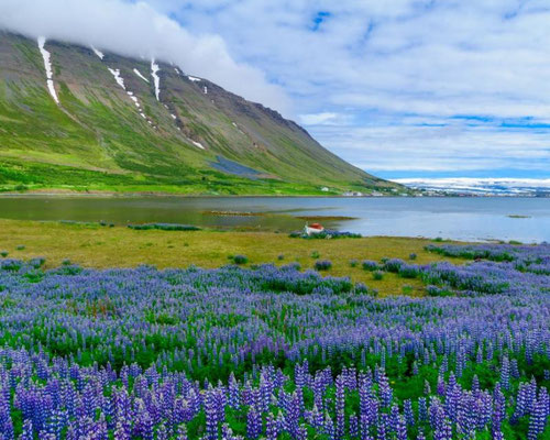 Das Bild zeigt die Landschaft um Ísafjörður im Nordwesten Islands, bekannt für seine Fjorde und Berge