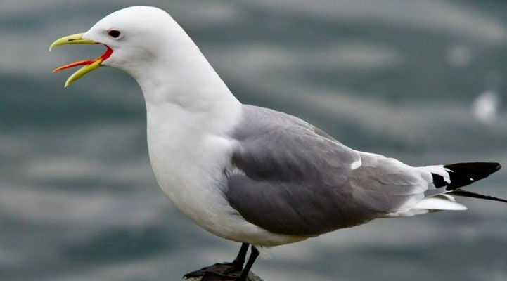 Eine Möwe am Grewingk-Gletschersee