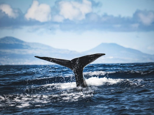 Eine Walflosse ragt aus dem Meer in der Antarktis