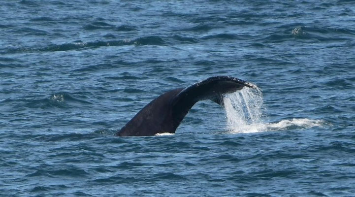 Eine Walflosse in der Kukak Bay in Alaska