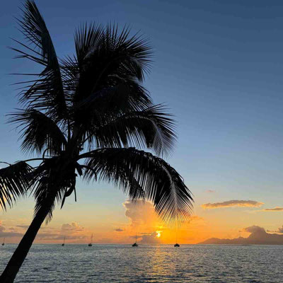 Palme und Sonnuntergang in Tahiti