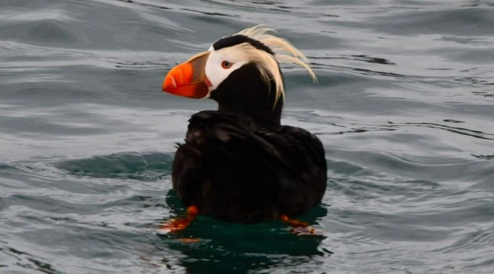 Ein Gelbschopflund auf dem Wasser am Grewingk-Gletschersee