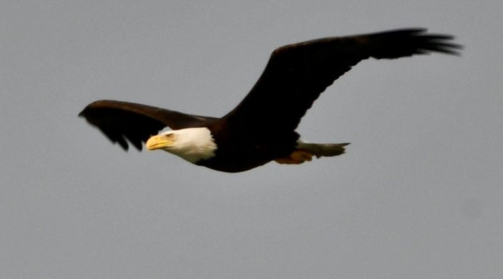 Seeadler in der Kukak Bay in Alaska