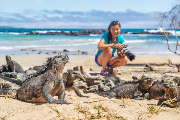 Eine Frau am Strand fotografiert eine Meerechse auf den Galapagosinseln