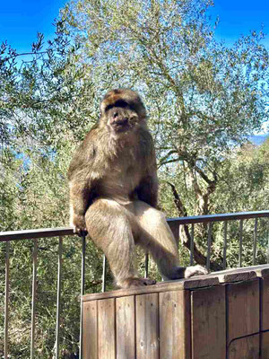 ein berberaffe in gibraltar