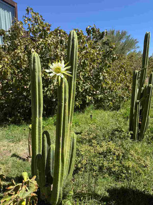 Grüne hohe Kakteen in San Pedro de Atacama