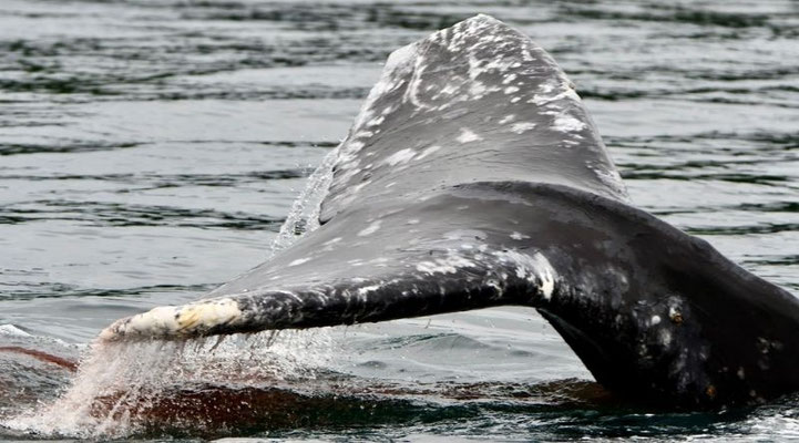 Eine Walflosse in Kodiak in Alaska