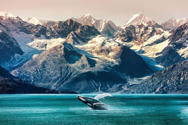 Alaska mit Wal im Wasser und schneebedeckten Bergen im Hintergrund