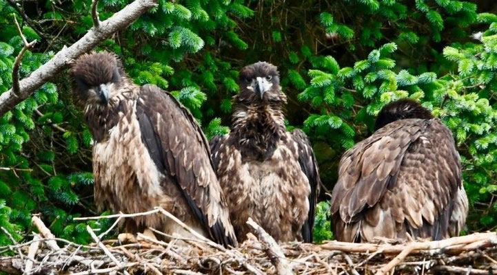 Adler im Adlernest in Kodiak in Alaska