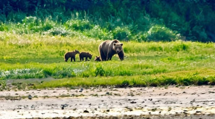 Eine Bärenfamilie in der Kukak Bay in Alaska