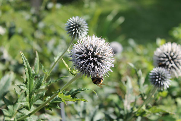 Natur im Garten