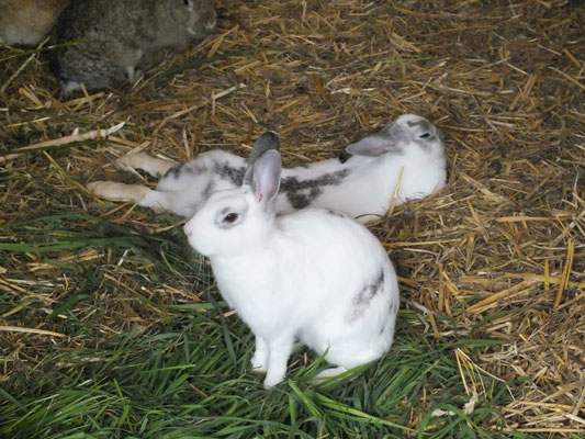 Gemütliches Kaninchenleben