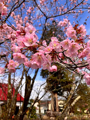 極楽寺の野中桜