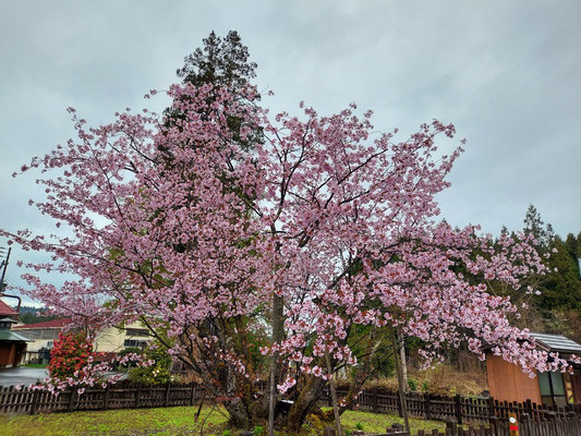 極楽寺の野中桜