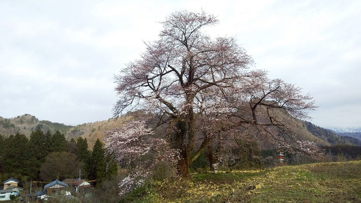 黒岩の夫婦桜