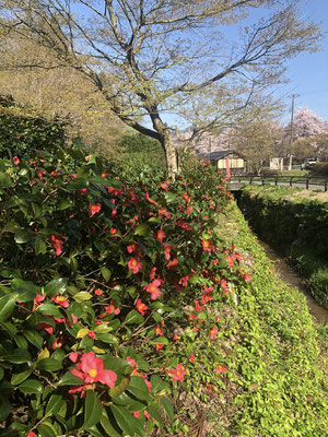 麒麟山いこいの森