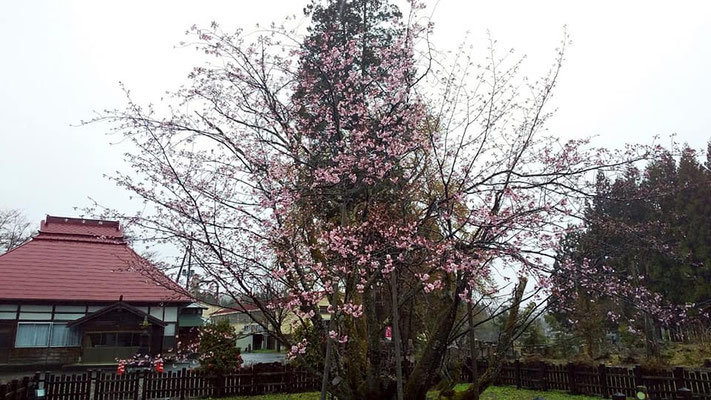 極楽寺の野中桜
