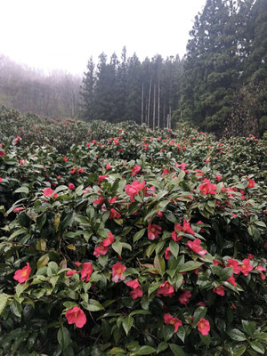 角神雪椿園